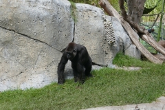 P1010602
